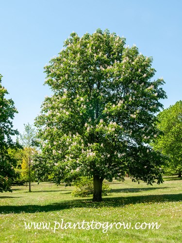 Horse Chestnut (Aesculus hippocastanum)